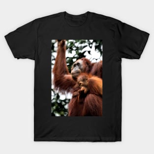 Mother & baby Orangutan, Borneo T-Shirt